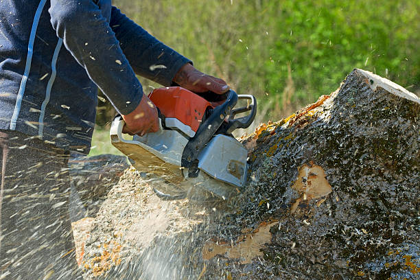 Trusted Cozad, NE Tree Removal Experts